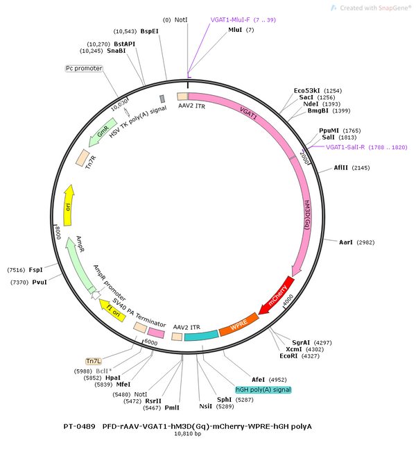 AAV-VGAT1-hM3D(Gq)-mCherry AAV Vector – Chemogenetic actuator (DREADD/PSAM/KORD) – Constitutive – VGAT1 promoter – mCherry reporter – for Chemogenetics – BHV12400094