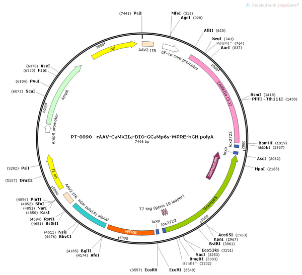 AAV-CaMKIIa-DIO-shRNA(scramble) AAV Vector – Calcium indicator – Cre-dependent – CaMKIIa promoter – for Calcium imaging – BHV12400097