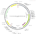 AAV-CaMKIIa-GCaMP6s AAV Vector – Calcium indicator – Constitutive – CaMKIIa promoter – for Calcium imaging – BHV12400098
