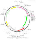 AAV-CaMKIIa-NLS-GCaMP6s AAV Vector – Calcium indicator – Constitutive – CaMKIIa promoter – for Calcium imaging – BHV12400099
