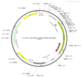 AAV-hSyn-GCaMP6s AAV Vector – Calcium indicator – Constitutive – hSyn promoter – for Calcium imaging – BHV12400100