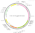 AAV-TRPV1-GCaMP6s AAV Vector – Calcium indicator – Constitutive – TRPV1 promoter – for Calcium imaging – BHV12400101