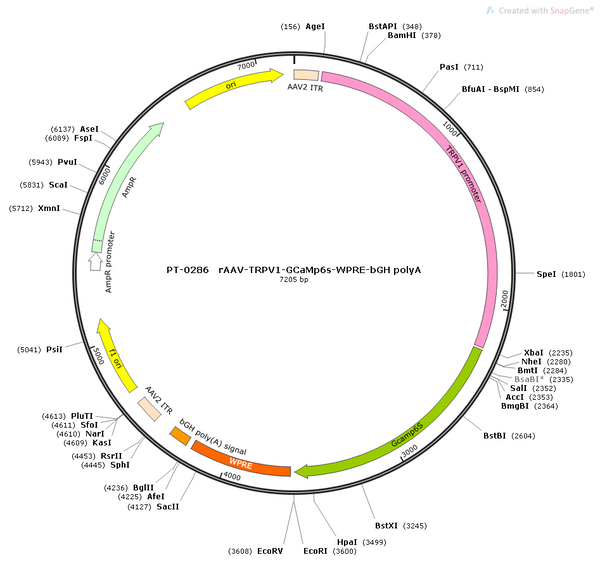 AAV-TRPV1-GCaMP6s AAV Vector – Calcium indicator – Constitutive – TRPV1 promoter – for Calcium imaging – BHV12400101