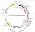 AAV-nEF1a-fDIO-GCaMP6s AAV Vector – Calcium indicator – Constitutive – nEF1a promoter – for Calcium imaging – BHV12400103