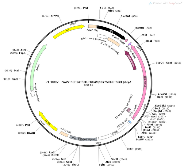 AAV-nEF1a-fDIO-GCaMP6s AAV Vector – Calcium indicator – Constitutive – nEF1a promoter – for Calcium imaging – BHV12400103
