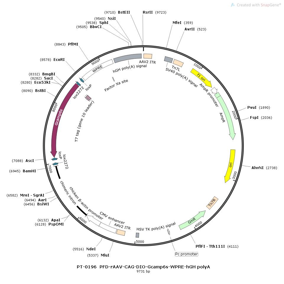 Cre-Dependent AAV CAG DIO HT2.0 | Biohippo – BioHippo