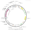 AAV-CAG-DIO-HT2.0 AAV Vector – Calcium indicator – Cre-dependent – CAG promoter – for Calcium imaging – BHV12400104
