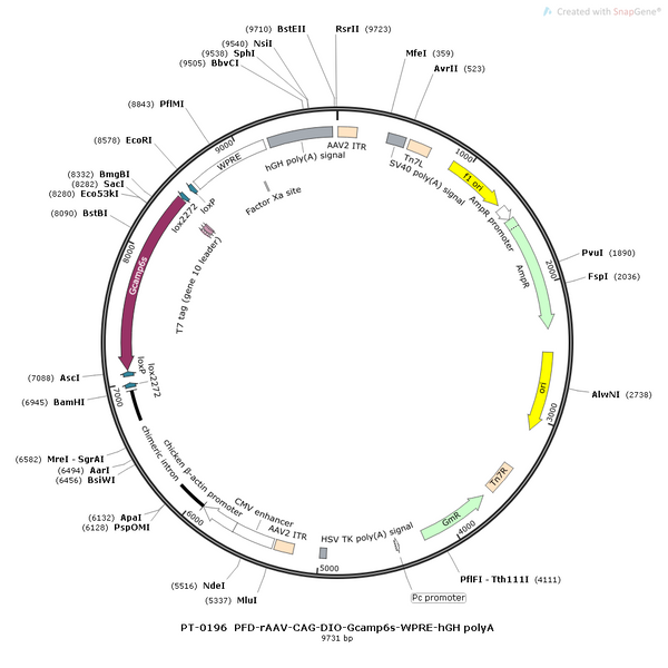 AAV-CAG-DIO-HT2.0 AAV Vector – Calcium indicator – Cre-dependent – CAG promoter – for Calcium imaging – BHV12400104