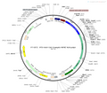 AAV-CAG-GCaMP6s AAV Vector – Calcium indicator – Constitutive – CAG promoter – for Calcium imaging – BHV12400105