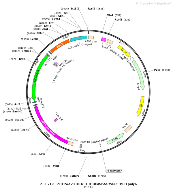 AAV-OXTR-DIO-GCaMP6f-SV40 polyA AAV Vector – Calcium indicator – Cre-dependent – OXTR promoter – for Calcium imaging – BHV12400107