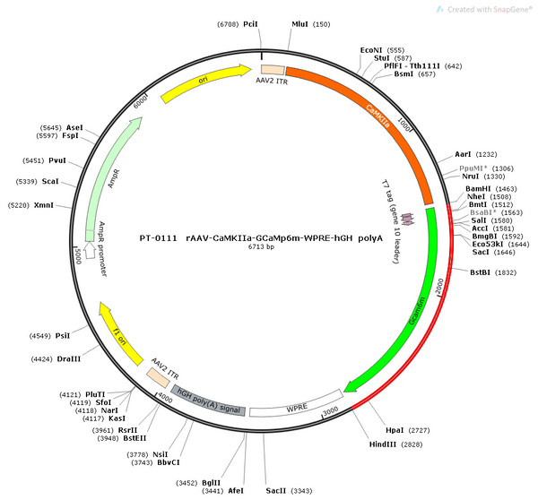 AAV-CaMKIIa-GCaMP6m AAV Vector – Calcium indicator – Constitutive – CaMKIIa promoter – for Calcium imaging – BHV12400108