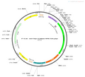 AAV-hSyn-GCaMP6m AAV Vector – Calcium indicator – Constitutive – hSyn promoter – for Calcium imaging – BHV12400109
