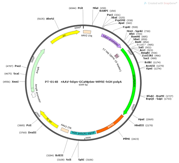 AAV-hSyn-GCaMP6m AAV Vector – Calcium indicator – Constitutive – hSyn promoter – for Calcium imaging – BHV12400109