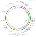 AAV-EF1α-DIO-tTA AAV Vector – Calcium indicator – Cre-dependent – EF1α promoter – for Calcium imaging – BHV12400110