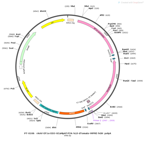 AAV-EF1α-DIO-GCaMP6f AAV Vector – Calcium indicator – Cre-dependent – EF1α promoter – for Calcium imaging – BHV12400111