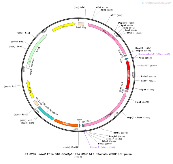 AAV-EF1α-DIO-CaMPARI-tdTomato AAV Vector – Calcium indicator – Cre-dependent – EF1α promoter – tdTomato reporter – for Calcium imaging – BHV12400113