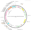 AAV-nEF1a-fDIO-GCaMP6f AAV Vector – Calcium indicator – Constitutive – nEF1a promoter – for Calcium imaging – BHV12400114