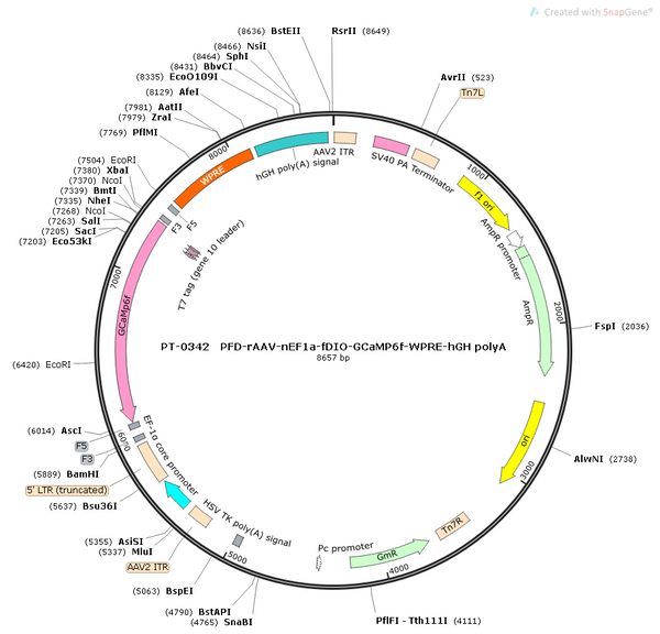 AAV-nEF1a-fDIO-GCaMP6f AAV Vector – Calcium indicator – Constitutive – nEF1a promoter – for Calcium imaging – BHV12400114
