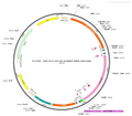 AAV-EF1α-DIO-lck-GCaMP6f AAV Vector – Calcium indicator – Cre-dependent – EF1α promoter – for Calcium imaging – BHV12400115