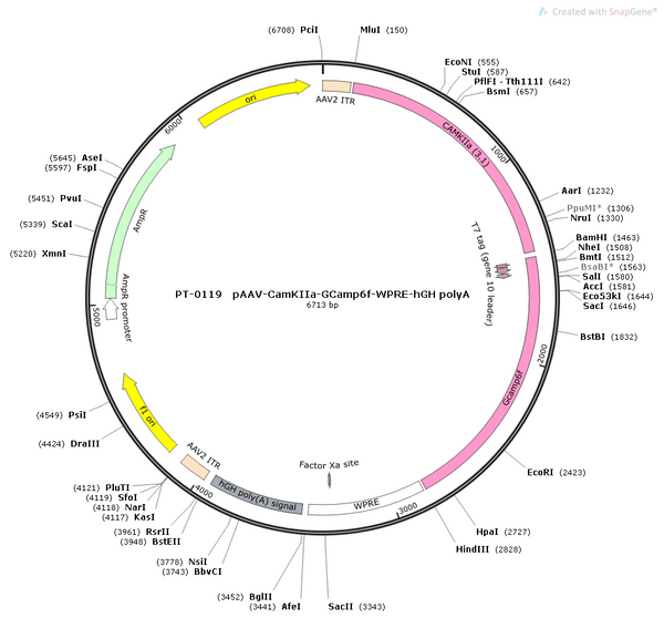 AAV-CaMKIIa-GCaMP6f AAV Vector – Calcium indicator – Constitutive – CaMKIIa promoter – for Calcium imaging – BHV12400116