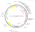 AAV-hSyn-GCaMP6f AAV Vector – Calcium indicator – Constitutive – hSyn promoter – for Calcium imaging – BHV12400117