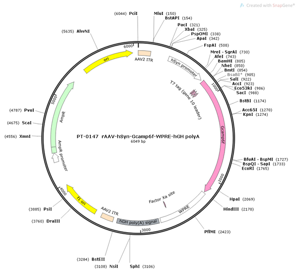 AAV-hSyn-GCaMP6f AAV Vector – Calcium indicator – Constitutive – hSyn promoter – for Calcium imaging – BHV12400117