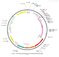 AAV-hSyn-NLS-GCaMP6f AAV Vector – Calcium indicator – Constitutive – hSyn promoter – for Calcium imaging – BHV12400118