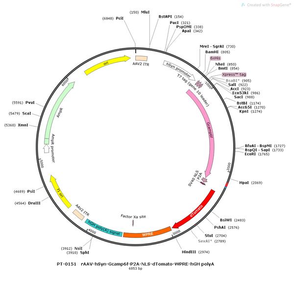 AAV-hSyn-NLS-GCaMP6f AAV Vector – Calcium indicator – Constitutive – hSyn promoter – for Calcium imaging – BHV12400118