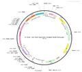 AAV-hSyn-fDIO-GCaMP6f AAV Vector – Calcium indicator – Constitutive – hSyn promoter – for Calcium imaging – BHV12400119