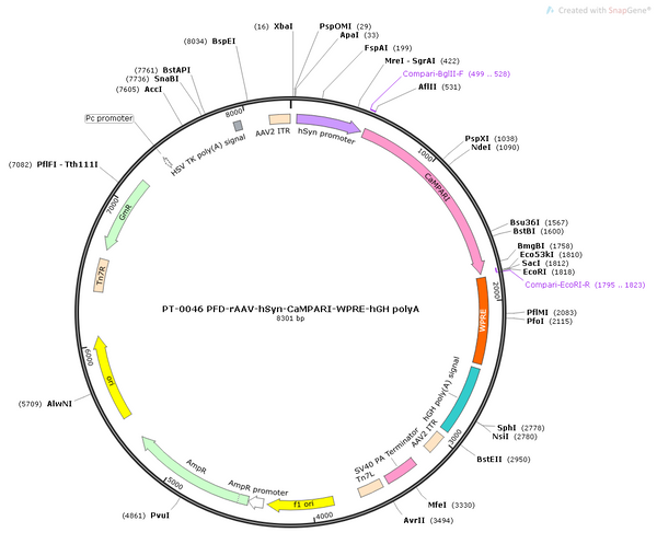 AAV-hSyn-CaMPARI AAV Vector – Constitutive – hSyn promoter – BHV12400123