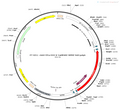 AAV-EF1α-DIO-K-CaMPARI AAV Vector – Cre-dependent – EF1α promoter – BHV12400125