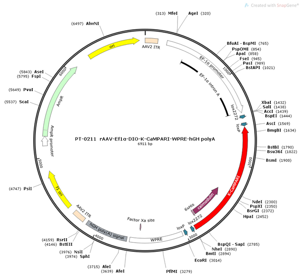 AAV-EF1α-DIO-K-CaMPARI AAV Vector – Cre-dependent – EF1α promoter – BHV12400125
