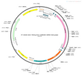 AAV-TRE3G-DIO-CaMPARI AAV Vector – Cre-dependent – TRE3G promoter – BHV12400128