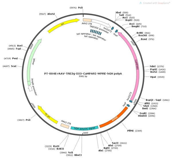 AAV-TRE3G-DIO-CaMPARI AAV Vector – Cre-dependent – TRE3G promoter – BHV12400128
