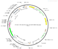 AAV-EF1α-DIO-TVA(T66)-EGFP AAV Vector – Fluorescent reporter – Cre-dependent – EF1α promoter – EGFP reporter – for Cell labeling / tracing – BHV12400133