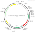 AAV-EF1α-DIO-mCherry-TVA AAV Vector – Fluorescent reporter – Cre-dependent – EF1α promoter – mCherry reporter – for Cell labeling / tracing – BHV12400134