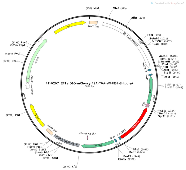 AAV-EF1α-DIO-mCherry-TVA AAV Vector – Fluorescent reporter – Cre-dependent – EF1α promoter – mCherry reporter – for Cell labeling / tracing – BHV12400134