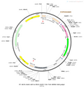AAV-nEF1a-fDIO-EGFP-TVA AAV Vector – Norepinephrine sensor – Constitutive – nEF1a promoter – EGFP reporter – for Norepinephrine imaging – BHV12400135