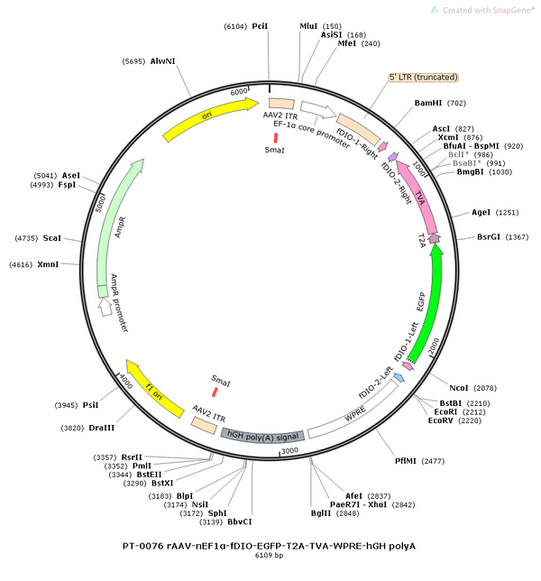 AAV-nEF1a-fDIO-EGFP-TVA AAV Vector – Norepinephrine sensor – Constitutive – nEF1a promoter – EGFP reporter – for Norepinephrine imaging – BHV12400135