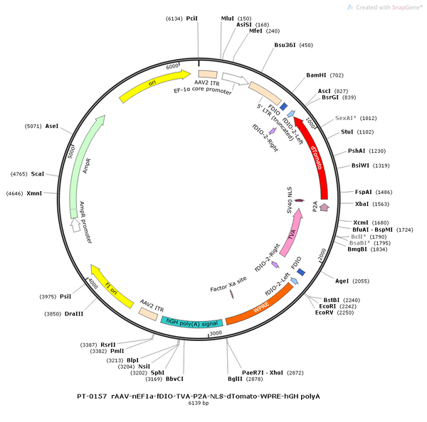 AAV-nEF1a-fDIO-NLS-TVA-tdTomato AAV Vector – Norepinephrine sensor – Constitutive – nEF1a promoter – tdTomato reporter – for Norepinephrine imaging – BHV12400137