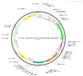AAV-nEF1a-fDIO-TVA-EGFP AAV Vector – Norepinephrine sensor – Constitutive – nEF1a promoter – EGFP reporter – for Norepinephrine imaging – BHV12400138