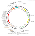 AAV-nEF1a-fDIO-TVA-tdTomato AAV Vector – Norepinephrine sensor – Constitutive – nEF1a promoter – tdTomato reporter – for Norepinephrine imaging – BHV12400139