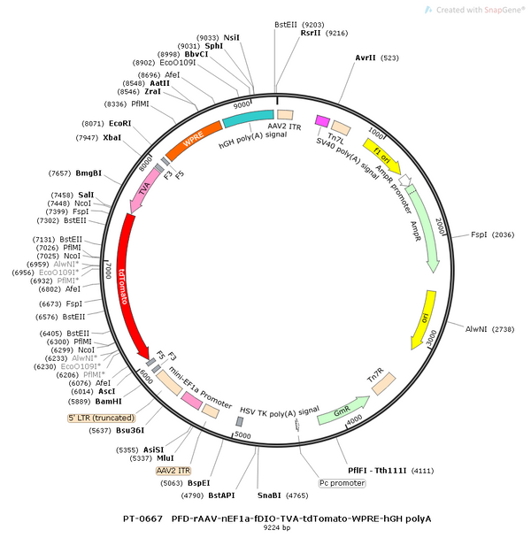 AAV-nEF1a-fDIO-TVA-tdTomato AAV Vector – Norepinephrine sensor – Constitutive – nEF1a promoter – tdTomato reporter – for Norepinephrine imaging – BHV12400139