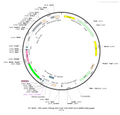 AAV-TRE3G-DIO-EGFP AAV Vector – Fluorescent reporter – Cre-dependent – TRE3G promoter – EGFP reporter – for Cell labeling / tracing – BHV12400141