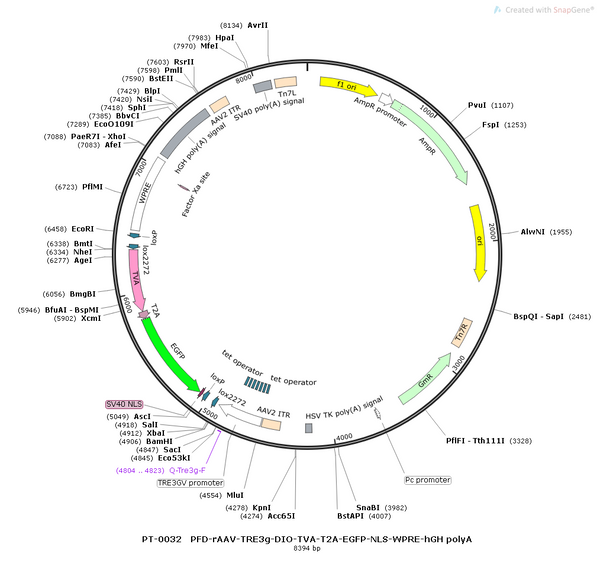 AAV-TRE3G-DIO-EGFP AAV Vector – Fluorescent reporter – Cre-dependent – TRE3G promoter – EGFP reporter – for Cell labeling / tracing – BHV12400141