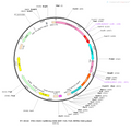 AAV-CaMKIIa-H2B-BFP-TVA AAV Vector – Fluorescent reporter – Constitutive – CaMKIIa promoter – BFP reporter – for Cell labeling / tracing – BHV12400144