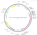 AAV-EF1α-DIO-oRVG AAV Vector – Cre-dependent – EF1α promoter – BHV12400145