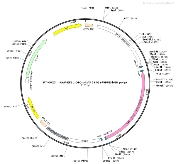 AAV-EF1α-DIO-oRVG AAV Vector – Cre-dependent – EF1α promoter – BHV12400145