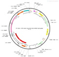 AAV-CAG-DIO-RVG AAV Vector – Cre-dependent – CAG promoter – BHV12400150