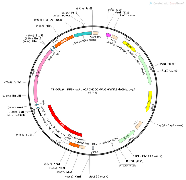 AAV-CAG-DIO-RVG AAV Vector – Cre-dependent – CAG promoter – BHV12400150